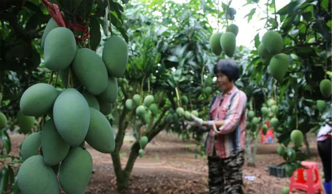 芒果  自家正宗小台直销，品种保证，口感香甜，下单后再采摘，新鲜保证