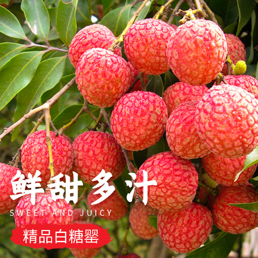 高州市 现摘现发白糖罂荔枝新鲜水果高州根子镇果园种植5斤10斤整箱
