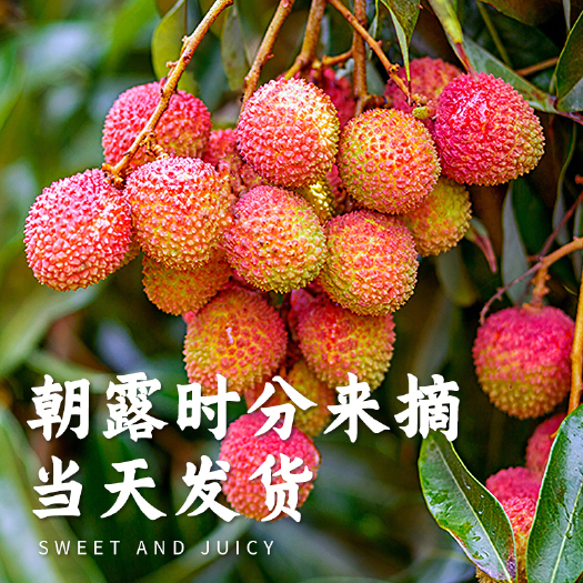 高州市自然茂妃子笑荔枝新鲜现摘现发5斤10斤冷藏保温茂名果园空运发
