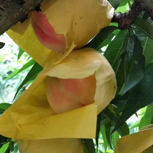 白凤桃  【阳山水蜜桃】白凤/豪华礼盒/ 大8装/净重5斤/