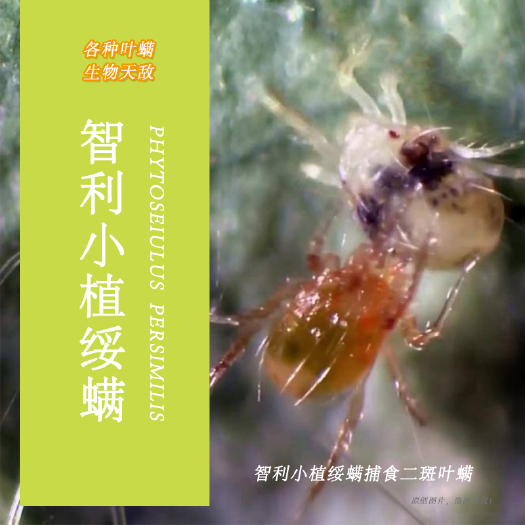 北京生物防治虫 捕食螨丨智利小植绥螨丨红蜘蛛、叶螨专性天敌