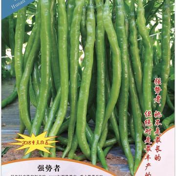 怀化线椒种子  强势者-极早熟绿皮线椒新品种，适宜大棚栽培