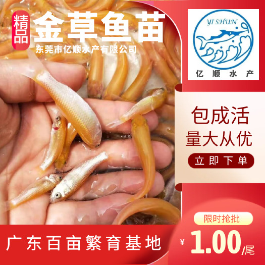 东莞市金草鱼苗  金草鱼，金丝鲩鱼，俄罗斯金丝鲩鱼，金鲩鱼。