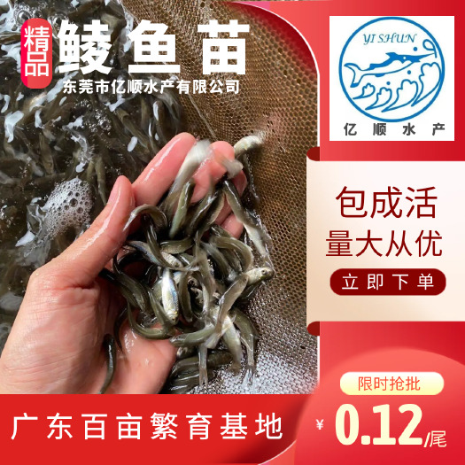 东莞市土鲮鱼苗，鲮鱼罐头鱼苗