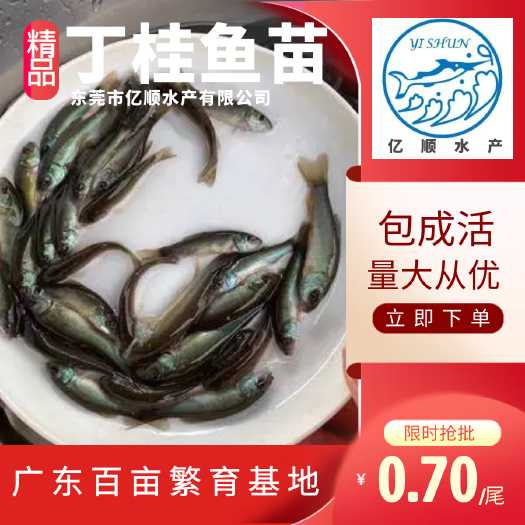 东莞市丁桂鱼苗