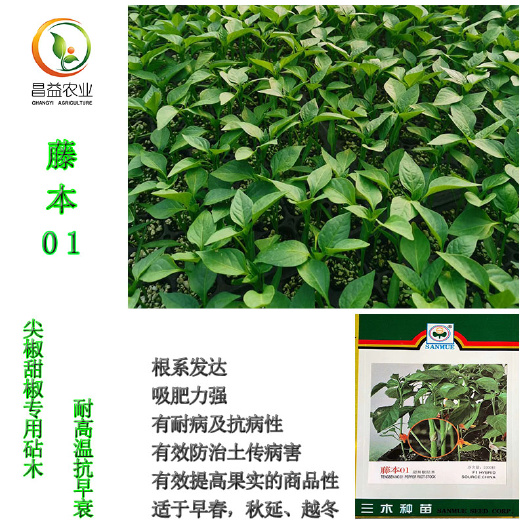 寿光市椒种子藤本01辣椒专用砧木种籽孑尖椒砧木防治土传病害辣椒嫁接