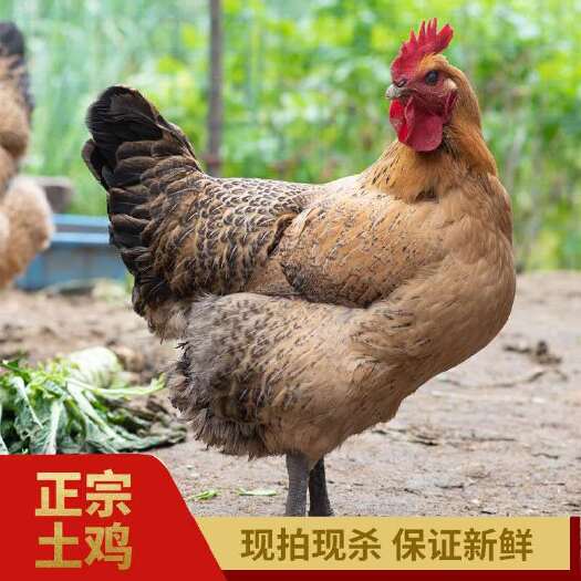修武县 太行山农家散养2年土鸡老母鸡新鲜现杀老母鸡包邮