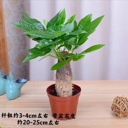 广州【基地直供】东骏60#单杆发财树批发