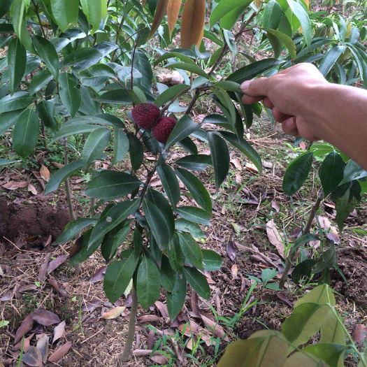 泸州阿向奉节巫山巫溪批发黑叶带绿荔枝苗