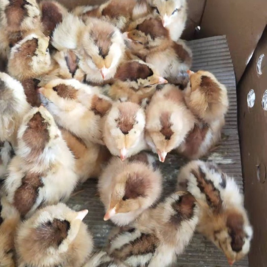 昆明良凤花鸡苗厂家直销