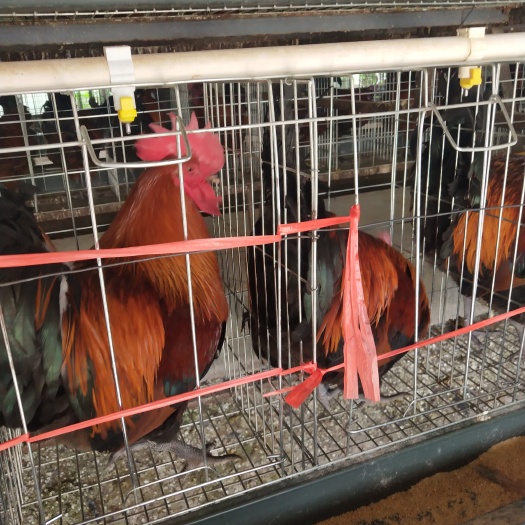 昆明 大种黑瑶鸡苗厂家直销