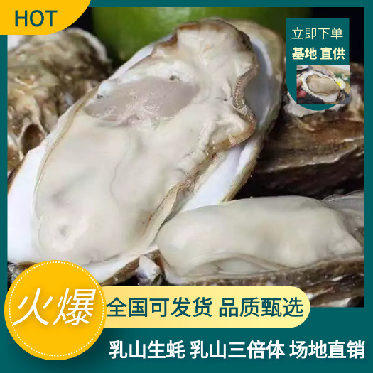 乳山市牡蛎 乳山生蚝 乳山三倍体 场地直销 全国可发货 支持在线交