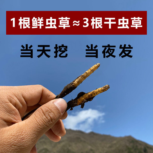 理塘县2021甘孜理塘鲜虫草冬虫夏草头期保鲜源头供应一键代发