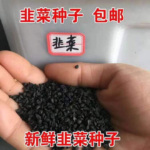 长沙韭菜种子四季红根耐寒抗热 支持一件代发 私我