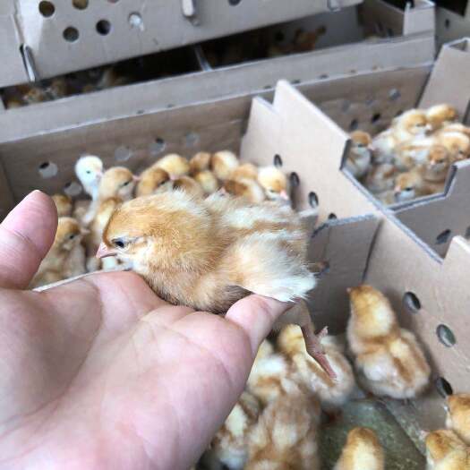 昆明海兰褐多蛋鸡苗疫苗包打 运死包赔，假一赔十