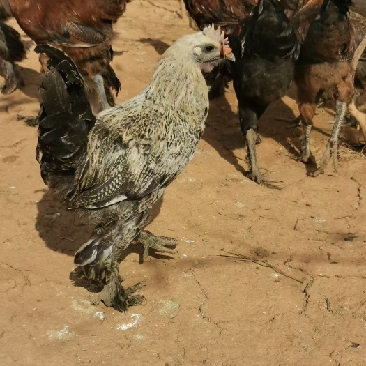 昆明 土鸡苗纯种大理南涧无量山高脚土鸡