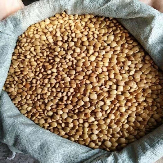 长沙凉薯种子  地瓜种子 支持一件代发 私我