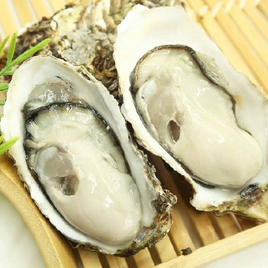 乳山市三倍体生蚝  牡蛎 乳山生蚝，自有养殖基地和加工厂。精品二倍体，140斤/