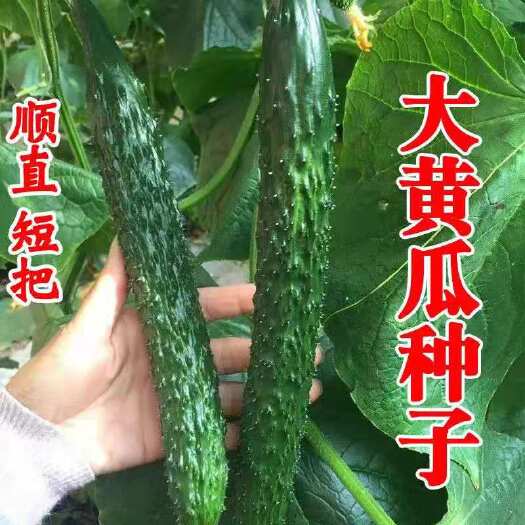 长沙青黄瓜种子新津研四号 支持一件代发 私我