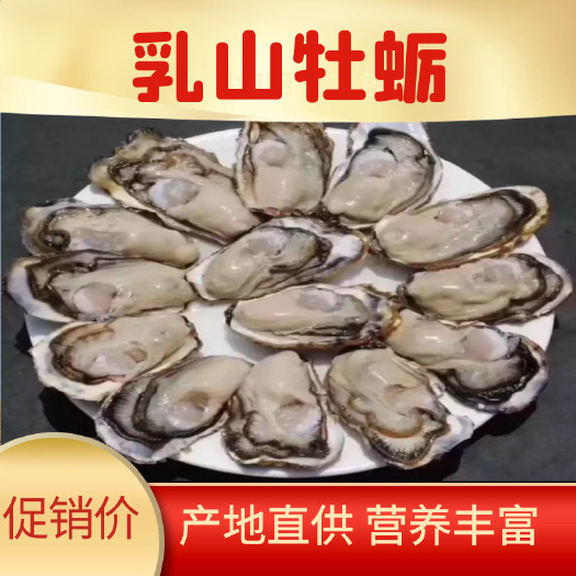 乳山市三倍体生蚝  牡蛎  精品乳山牡蛎生蚝 养殖加工全年供应 规格齐全冷链发货