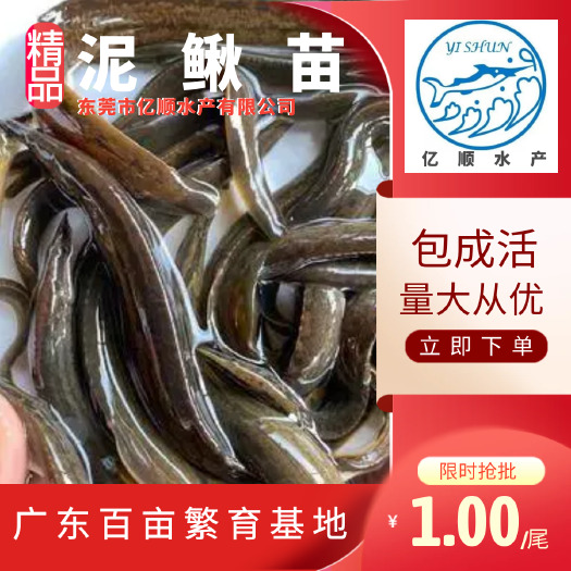 东莞市泥鳅苗