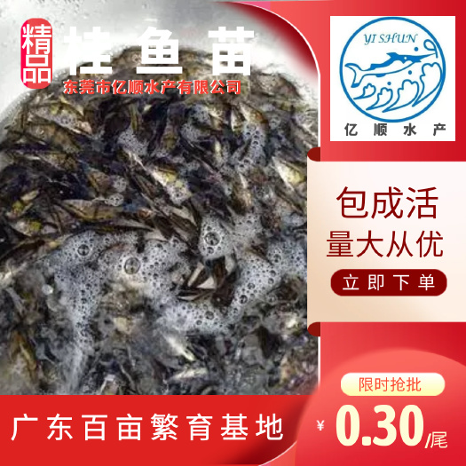 东莞市桂鱼苗  桂花鱼苗 2022淡水翘嘴鳜鱼苗肉食性路亚季花鱼贵