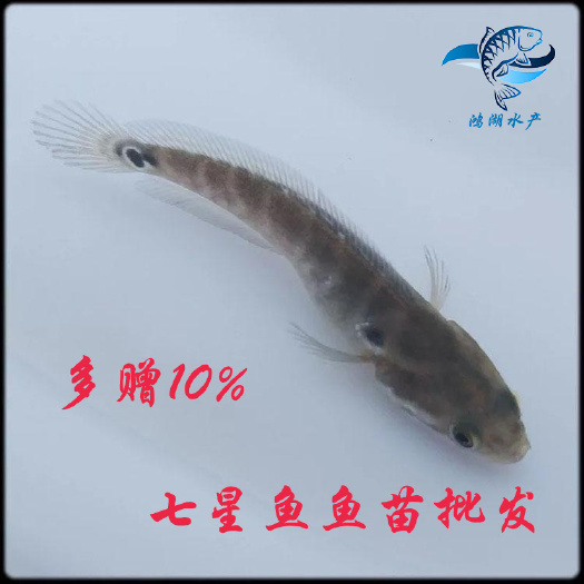 广州七星鱼苗 山花鱼 花星鱼 山斑鱼 点秤鱼 星光鱼 中公鱼