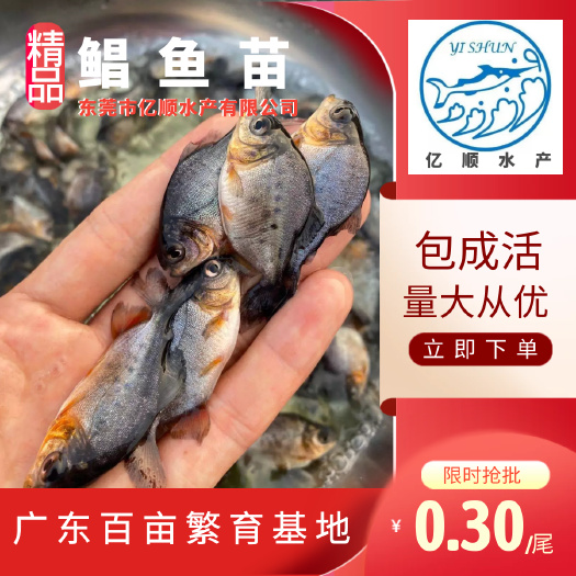 东莞市鲳鱼苗，红鲳鱼苗，白鲳鱼苗。