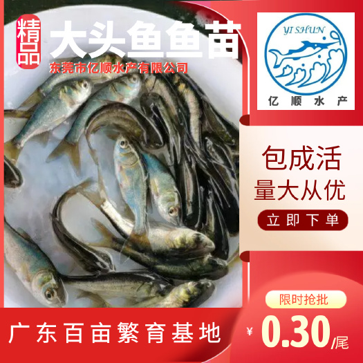 东莞市大头鱼鱼苗      花鲢鱼苗     大头鱼苗     各