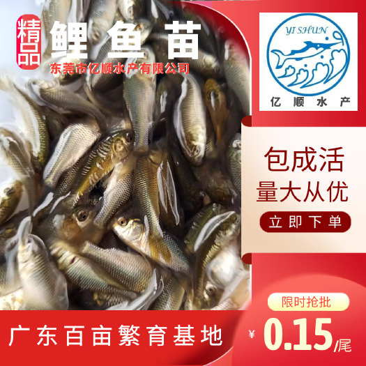 东莞市鲤鱼苗  建 大量供应放生 淡水鱼苗