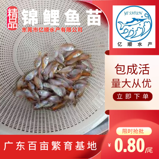 东莞市锦鲤鱼苗 淡水养殖批发 招财观赏鱼苗批发 红鲤鱼苗 放生鱼苗
