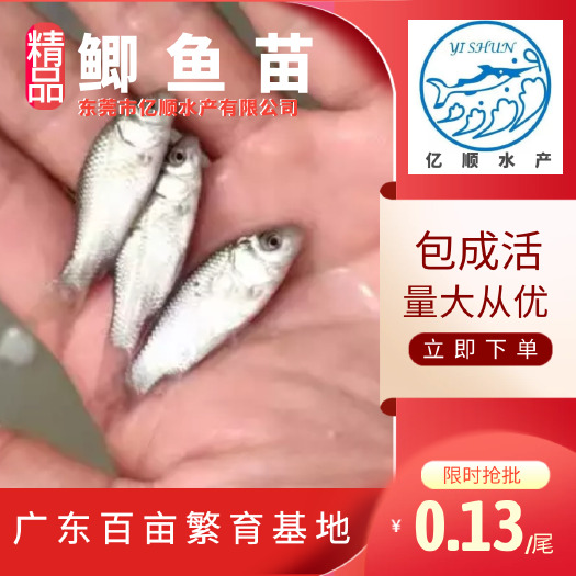东莞市中科三号、鲫鱼苗  淡水鱼苗养殖基地发货