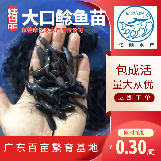 东莞市大口鲶鱼苗  大口鲢鱼，专门吃小鱼仔