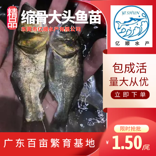 东莞市缩骨大头鱼苗       鳙鱼