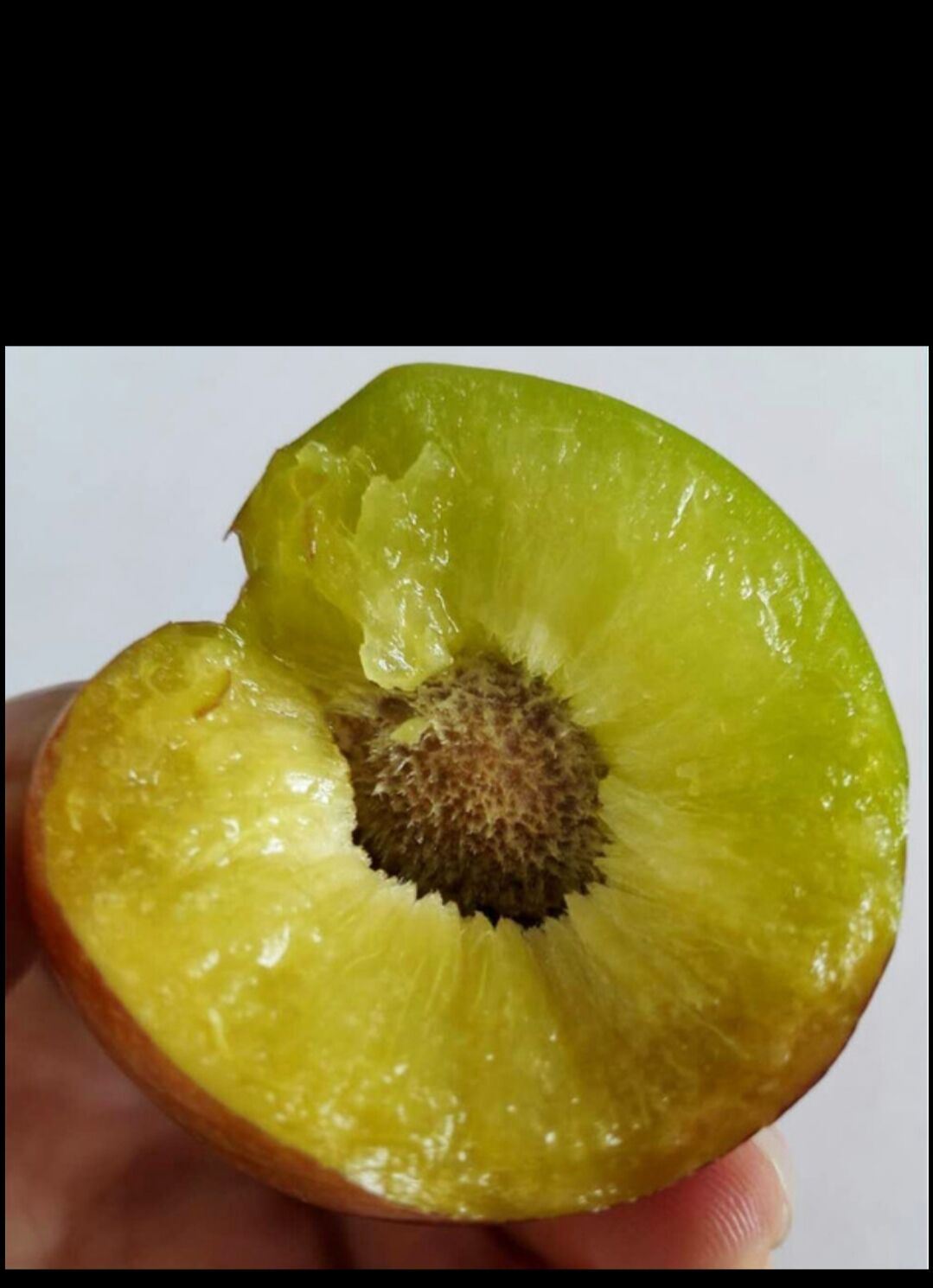 半边红李子  绥江半边红