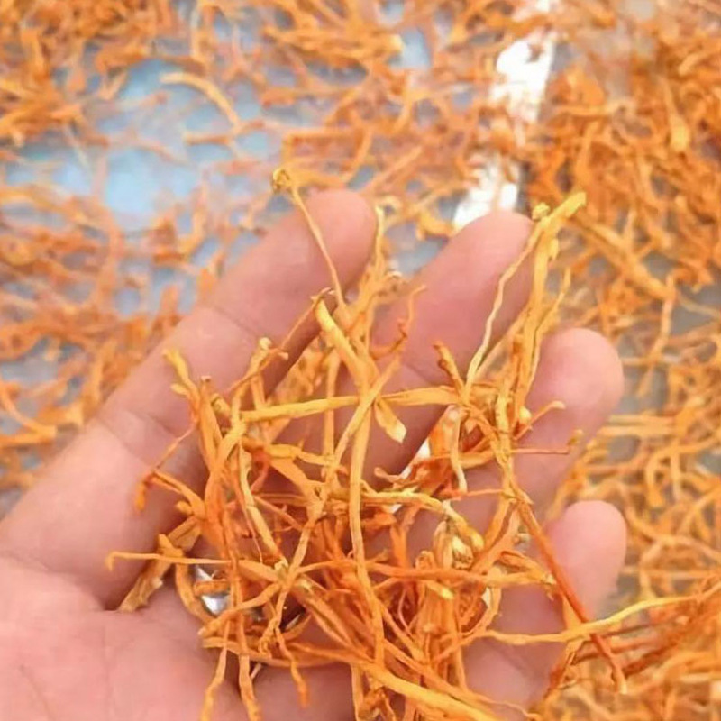 烘干机 虫草花恒温除湿机 直供连续式大型空气能热泵虫草花专用