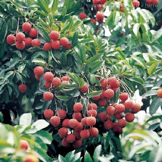 玉林 大量供应荔枝