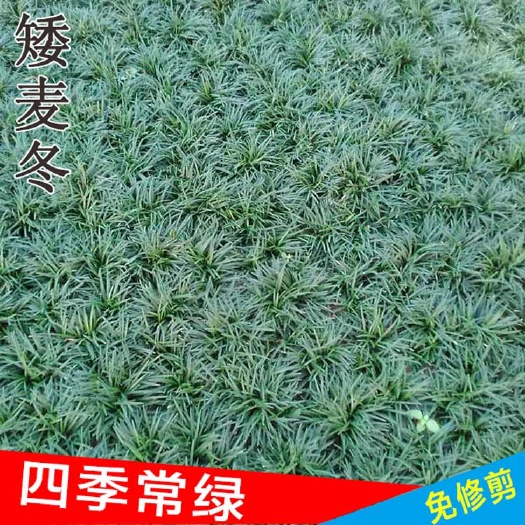 沭阳县 庭院植物 日本矮麦冬草 玉龙草 四季常青长不高 耐践踏短叶麦