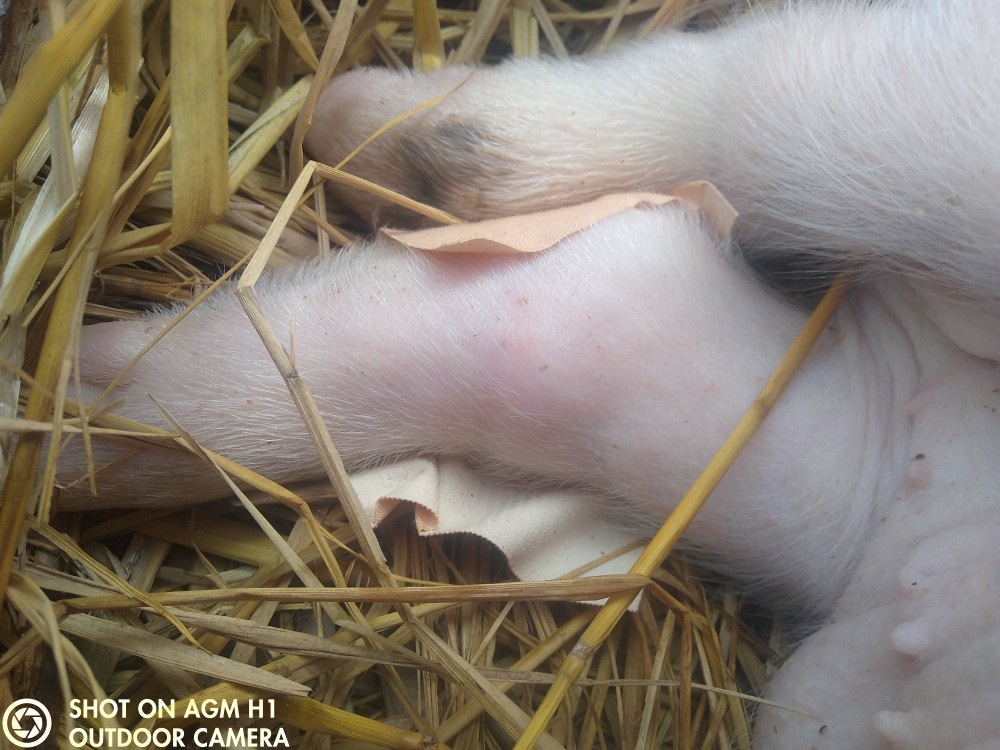 小猪后腿关节下边长包图片