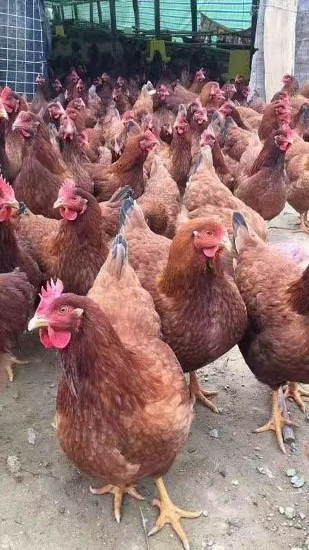 昆明九斤红快大型肉鸡苗 厂家直销 假一赔十 疫苗包 打运死包赔