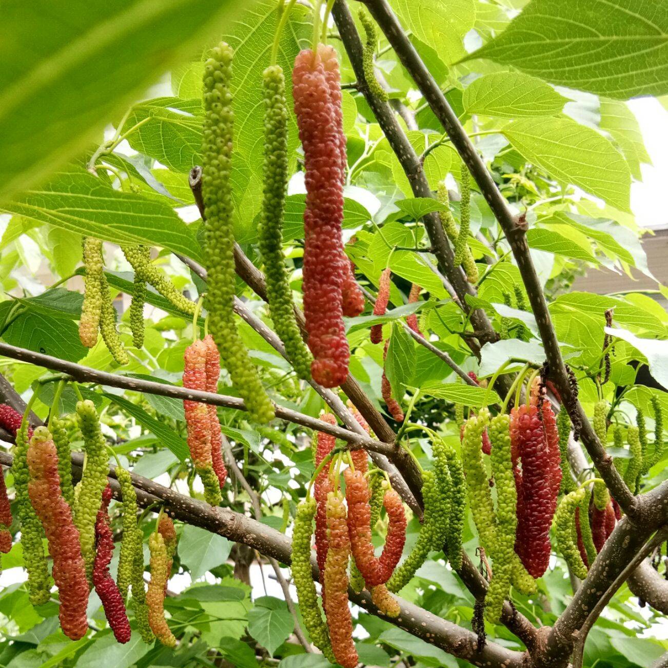 長果桑苗  長果桑海寧嫁接苗 包種植指導(dǎo) 易成活 口感靚