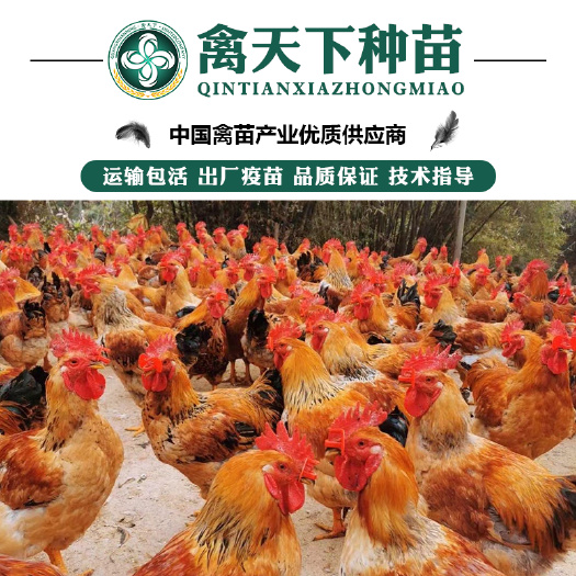 南宁K9鸡苗  K901/麻黄/882鸡苗 包打疫苗 运损包赔