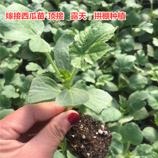 寿光市早佳8424西瓜苗  嫁接西瓜苗  甜王  美都 金城5