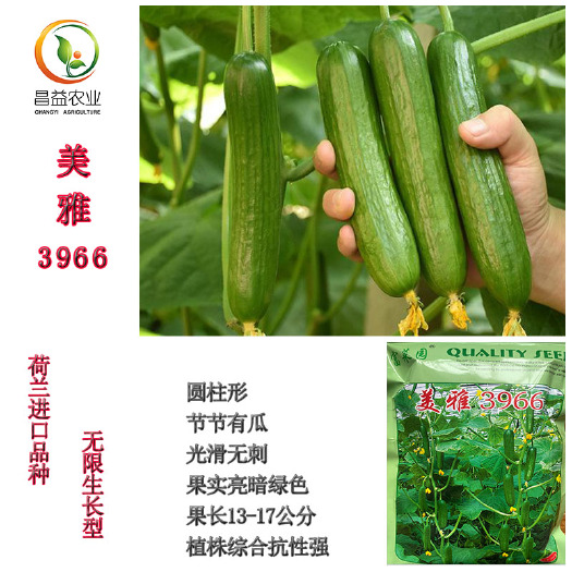 寿光市无刺水果黄瓜种籽荷兰引进美雅3966四季高产小青瓜种子苗子