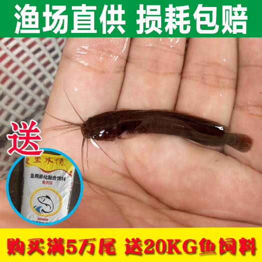 广州埃及塘鲺鱼苗  埃及苗塘鲺苗包技术跟进质量保证价格优惠