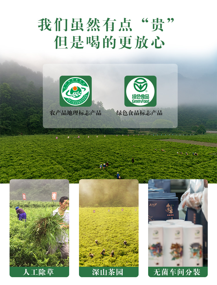 湘西永顺莓茶特级清火祛痰龙须霉茶芽尖正品茶叶茅岩送礼盒装