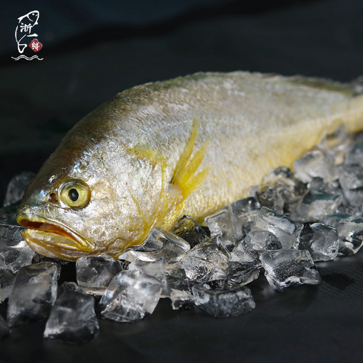 麂翔大黄鱼G20食材冰鲜黄鱼南麂岛黄鱼1.3-1.5斤/条