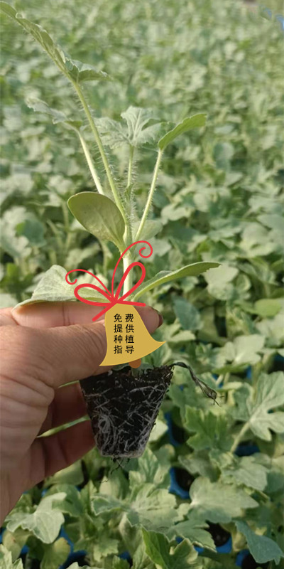 早春红玉西瓜苗 L600礼品西瓜苗 大棚及露天种小型西瓜苗