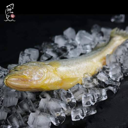 平阳县浙一鲜南麂岛大黄鱼冰鲜黄鱼G20食材约1斤/条