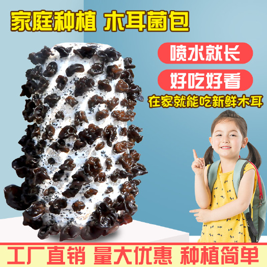 西乡县 常年供应陕南黑木耳菌种，高产，成活率高，厂家直销免费技术指导